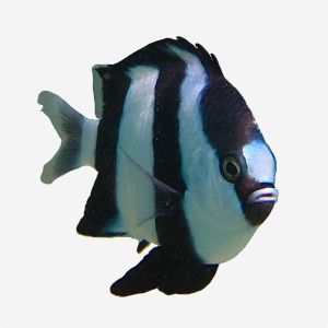 埃克·赫茨巴赫的照片